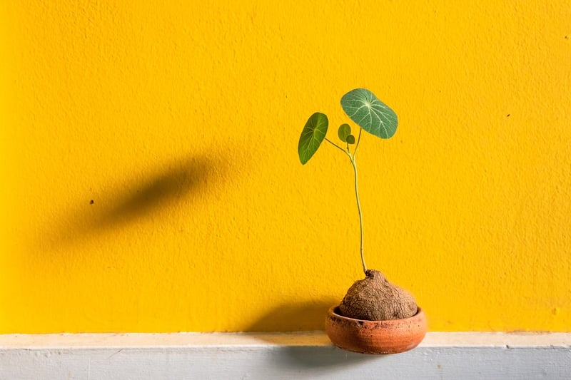 DIY Planters